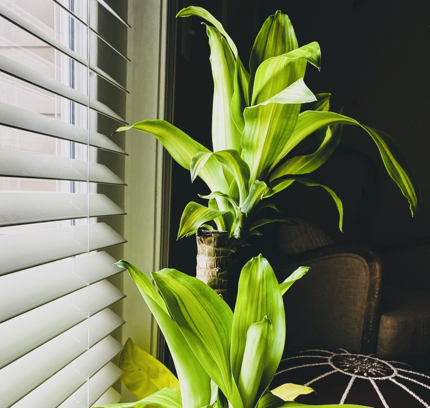 Dracaena Massangeana near window