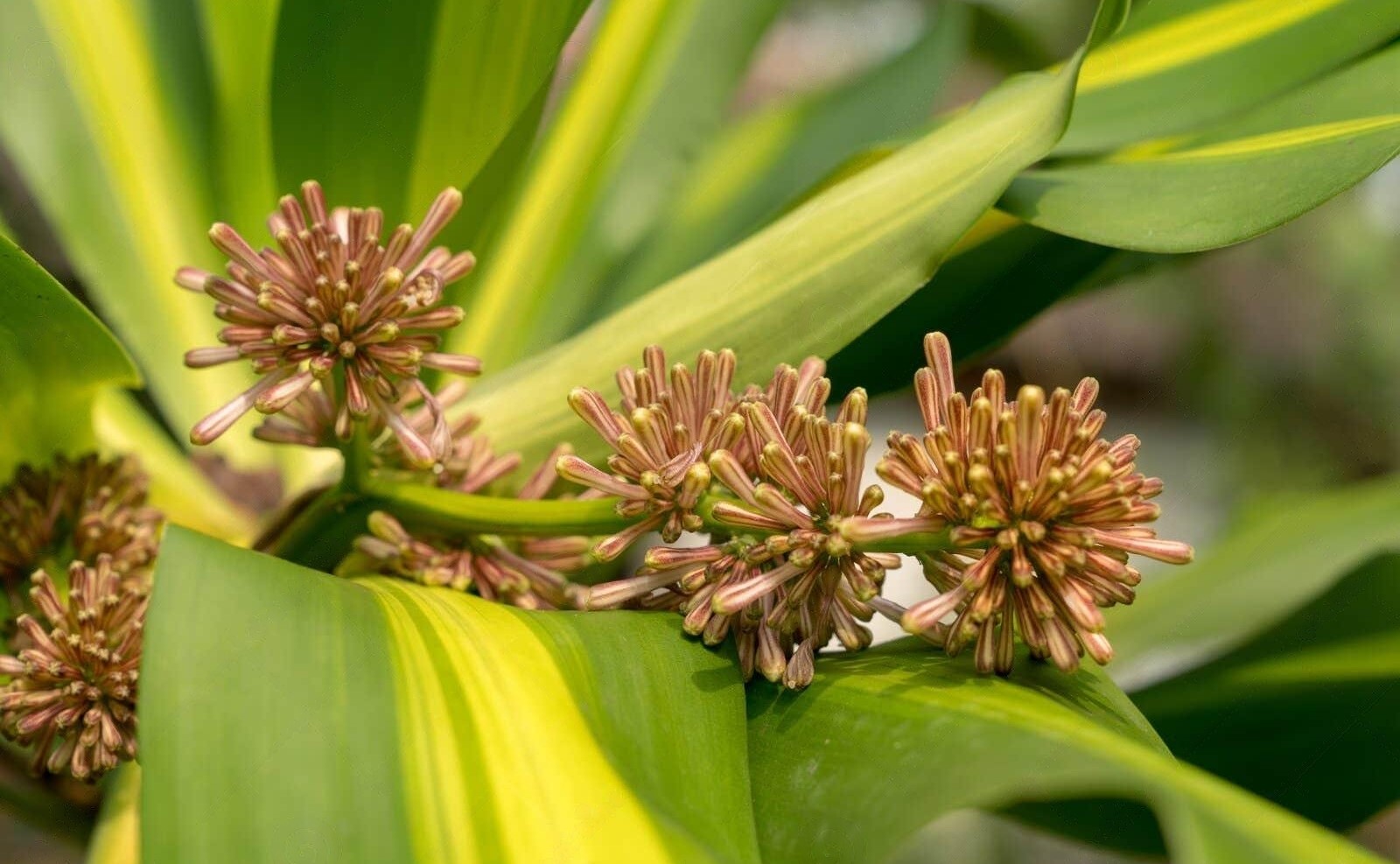 Blooming Corn Plants: A Marvel of Nature's Beauty